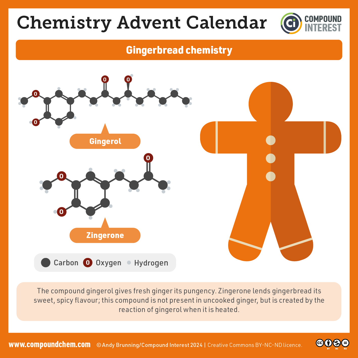 Infographic on gingerbread graphic that highlights the chemical transformation that ginger undergoes when cooked, and shows the chemical structures of gingerol (before cooking) and zingerone (after cooking). 
