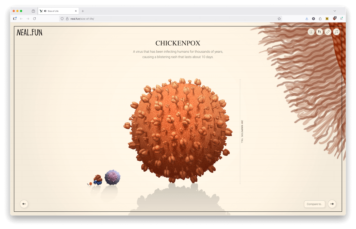 A browser screenshot from neal.fun showing a 'Size of Life' visualization featuring the chickenpox virus. The page displays a large 3D rendered spherical virus particle in orange/coral color with textured surface proteins protruding from it. The title 'CHICKENPOX' appears at the top with descriptive text explaining it's 'A virus that has been infecting humans for thousands of years, causing a blistering rash that lasts about 10 days.' On the left side are three smaller spherical objects for scale comparison, including what appears to be white blood cells. The right side shows a wavy, layered texture pattern. The website header shows 'NEAL.FUN' and navigation controls are visible at the bottom.